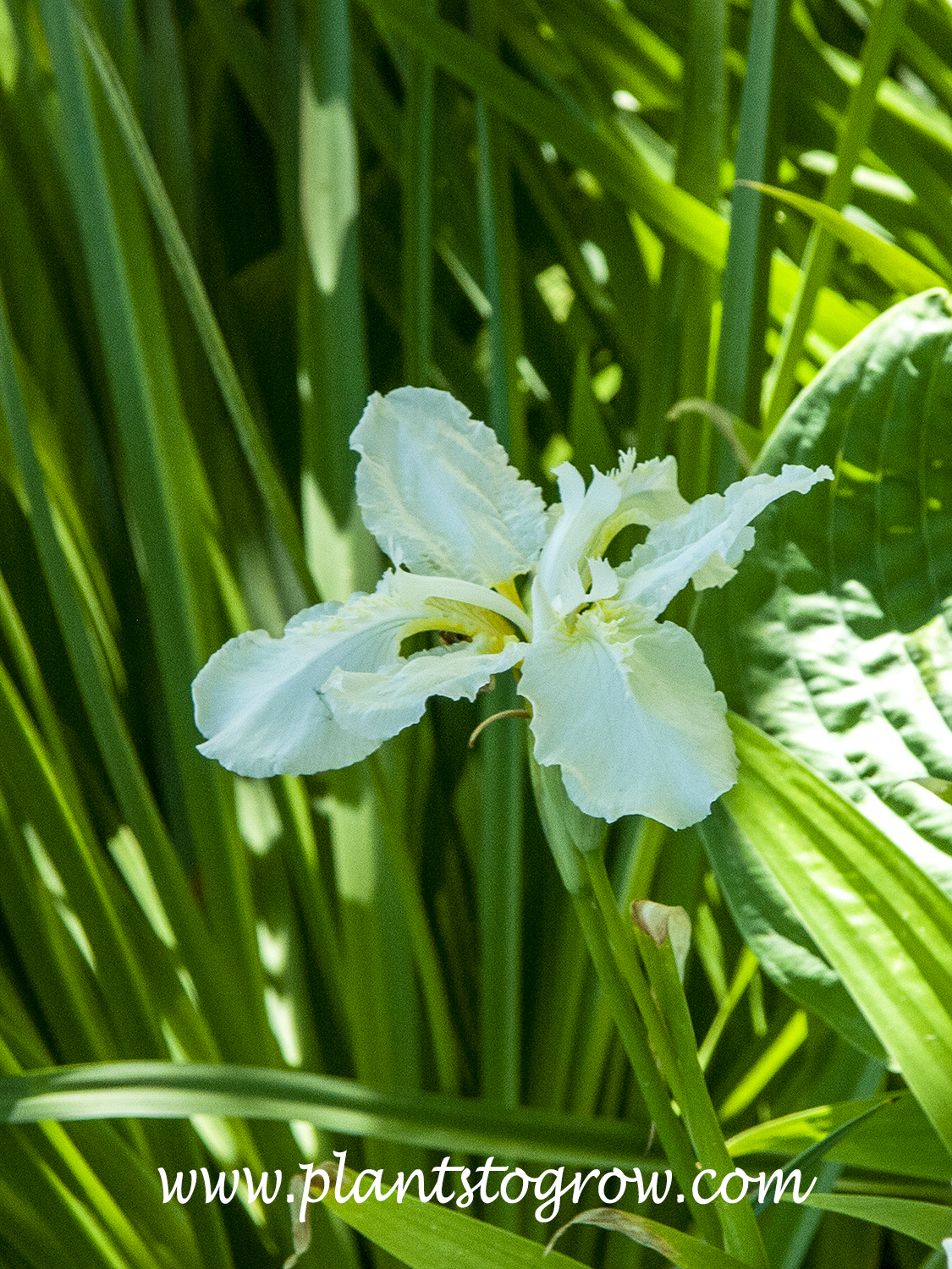 White Japanese Roof Iris (Iris tectorum Alba)